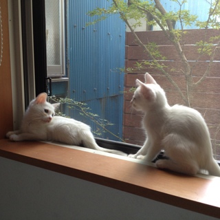 白猫兄弟の里親募集