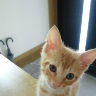 7/20生まれの茶トラの男の子