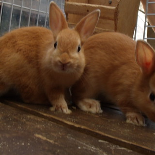 ミニウサギ