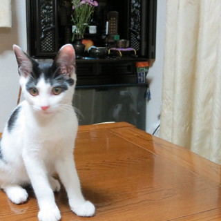 里親さん決まりました。