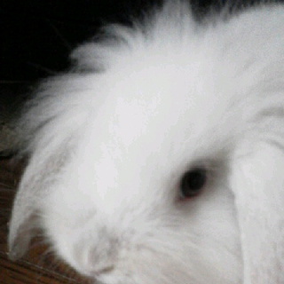 ライオンロップイヤー