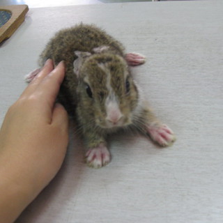 こうさぎの里親募集
