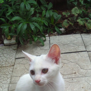 ありがとうございました！