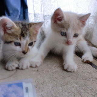 子猫２匹！茨城県内にお住まいの方