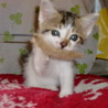 子猫２匹！茨城県内にお住まいの方 サムネイル2