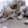 子猫２匹！茨城県内にお住まいの方 サムネイル3