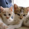 子猫２匹！茨城県内にお住まいの方 サムネイル4