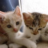 子猫２匹！茨城県内にお住まいの方 サムネイル7