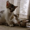 子猫２匹！茨城県内にお住まいの方 サムネイル6