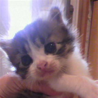 ８月２５日生まれの子猫の里親さんになってください。