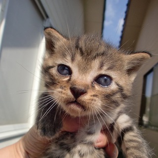 ８月２５日生まれの子猫の里親さんになってください。