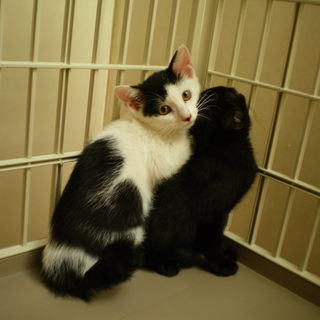 白黒子猫の里親募集