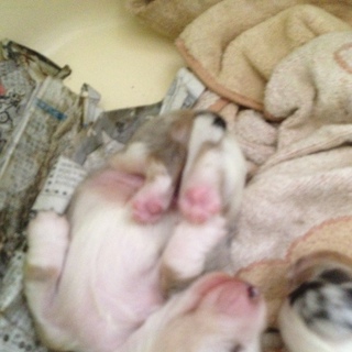 白ダップル兄弟の兄