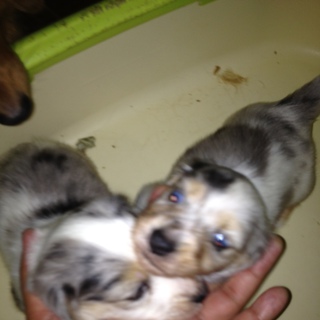 白ダップル兄弟の弟