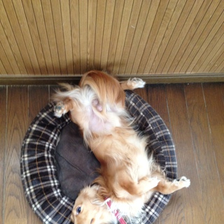 優しい里親様に可愛がってもらってます