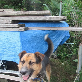 迷子：保護できる方、飼える方お願い致します。