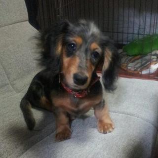 可愛がってくれる方募集…