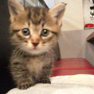 目が真ん丸でカワイイ男の子です☆