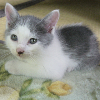 山形近県の方お願いします。　生後５～６週