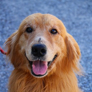 ゴールデン男の子　３歳