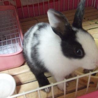 生後6か月のミニウサギです