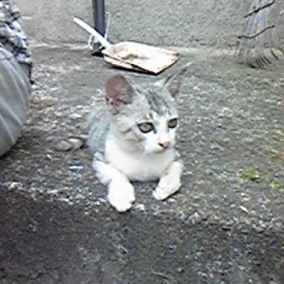 【大分】美形なサバ白　オス　生後３カ月くらい