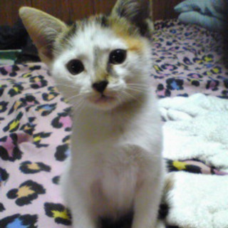 里親さん募集してます