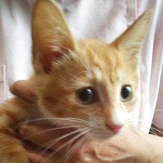 かわいい子猫の里親になってください