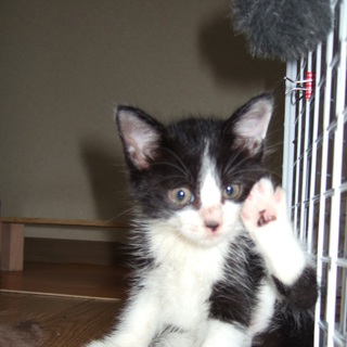 保護仔猫（白黒オス）の里親さん募集です
