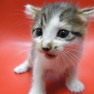 かわいいコネコちゃん  No1