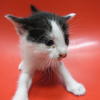 かわいいコネコちゃん　NO.2