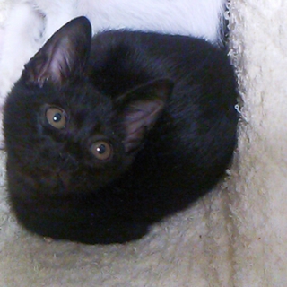 黒猫の仔猫ちゃん