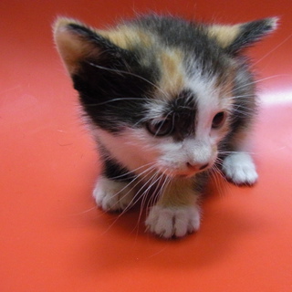 かわいいコネコちゃん　NO.3