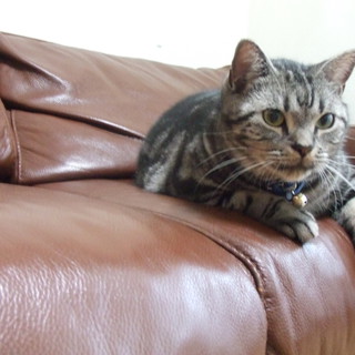 人懐こいアメリカンショートヘアの里親募集終了