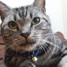 人懐こいアメリカンショートヘアの里親募集終了 サムネイル4