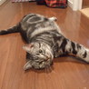 人懐こいアメリカンショートヘアの里親募集終了 サムネイル6
