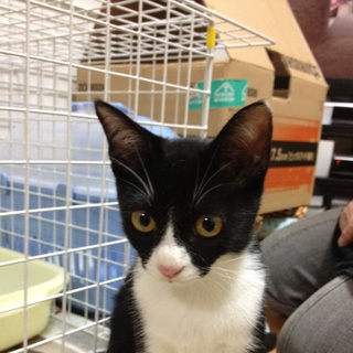 この子の里親になってください。