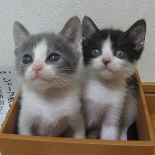 兄弟一緒に迎えていただける優しい里親さんが見つかりました。ありがとうございました！！