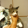 かわいい女の仔猫里親様募集！！！ サムネイル2