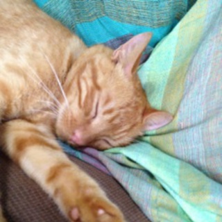 超甘々な人懐こい子です！よろしくお願いします！