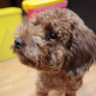 一時募集停止　1歳のトイプードル　甘えん坊の女のこ