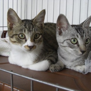 兄妹子猫の里親さん募集！