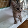 子猫の里親さん募集 サムネイル5