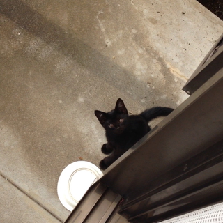 生後一ヶ月の子猫さんです！動画有り☆