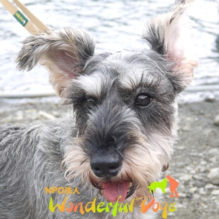 「ミッキー」M・シュナ・6歳♂