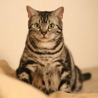 アメリカンショートヘア・シルバータビーオス