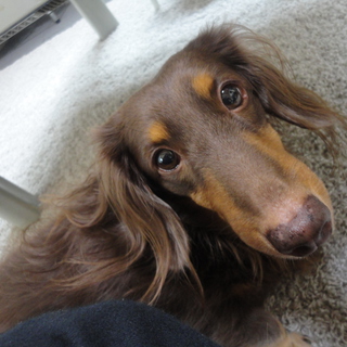 Mダックス♂10才♀5才人間大好きな甘えん坊