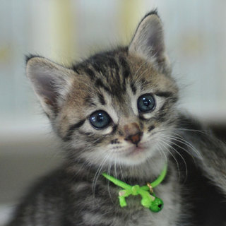 キジ3/黒1/1ヶ月4兄弟