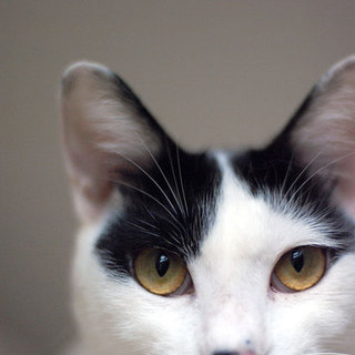 ■29番：白黒君♂