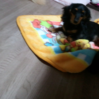 小さなダックス